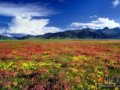 理塘：高原的天堂花园(图)