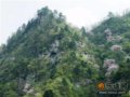 武当山樱桃林野樱花竞相盛开