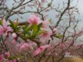 顺平：桃花朵朵开(组图)