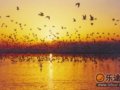 宁夏沙湖：飞鸟与鱼的天堂