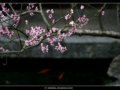 阳朔，桃花灿烂正当时