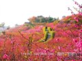 春天上西樵山看桃花 繁花渐欲迷人眼(图)