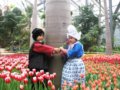 武汉植物园荷兰郁金香花节