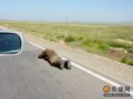 我们的西藏故事--旅行扎记一(组图)