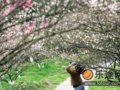 超山赏落梅 “花”样旅程任你选