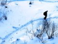 图集：冬日雪乡的美丽童话