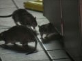 纽约肯德基快餐店硕鼠横行被勒令停业