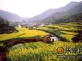 三月江西婺源行之徒步、逃票、油菜花（三）