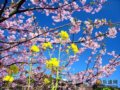 人间四月天 北京春天赏花全攻略