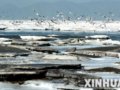 组图：渤海大连部分海域结冰美景