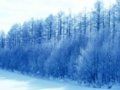 北海道冬夜：雪花轻轻地舞动(组图)
