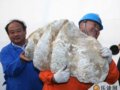 古老砗磲化石落户青岛