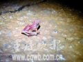 长寿神秘洞穴惊现红青蛙(组图)