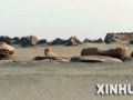 中国绘制卫星地图 保护最早的带翼天使栖身地