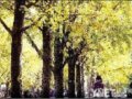 北京银杏“披黄挂绿”十天后进入最佳观赏期
