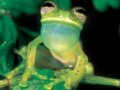 美丽的热带雨林：青蛙篇