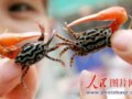 安徽淮北“情侣蟹”成时尚新宠(组图)