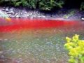 揭秘四川“血色湖水”之谜(图)