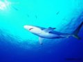 【游记】潜水世界 面对鲨鱼的勇气