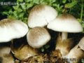 常见食用菌图谱——野行户外[组图]