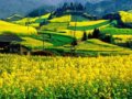 四川7大油菜花踏青旅游线路全解析