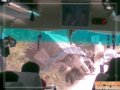 ��֪����η���ҵ�ͽ������