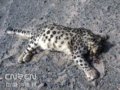 �½�¿�����п�ѷ���̲�Ϸ���ѩ��ʬ��[ͼ]