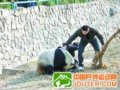 游客闯入动物园大熊猫领地 被熊猫咬伤