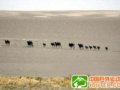 新疆发现近500峰野骆驼 占全球分布一半