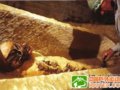 埃及考古学家发现2600年前极品木乃伊