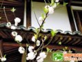 浙南探春之行 楠溪江边赏梨花