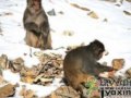 驴友偶遇猴子已从动物园“越狱”半年