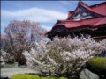 日本北海道 赏樱之地
