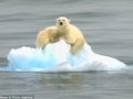 北极熊母子被困浮冰在海上漂流