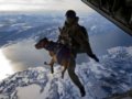 挪威特种兵带嗅探犬一万英尺高空练跳伞