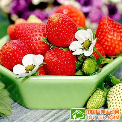 京郊品美味 北京4条草莓采摘线路攻略