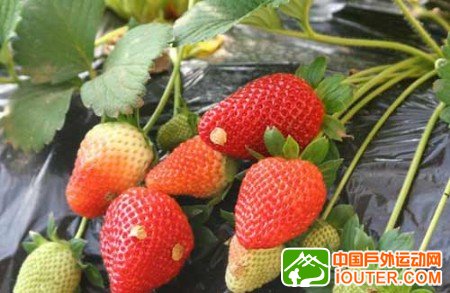 京郊品美味 北京4条草莓采摘线路攻略