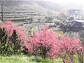 文山农场“花”样多 都市里的桃花源