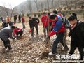 宝鸡450名驴友岐山义务植树 共栽植柏树1200多棵