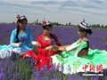 新疆霍城打造首届薰衣草文化旅游节七月绽放