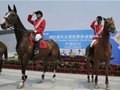 现代五项世界杯成都站开幕 选手进行马术表演