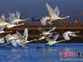 第四届中国盘锦国际湿地旅游周迎客约65万人次