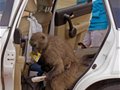 南非开普敦狒狒公然“打劫”游客