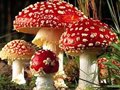 有毒野蘑菇的八种识别方法[图]