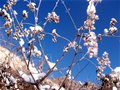 瑞雪入眼惹人醉(玻璃台--东指壶穿越)