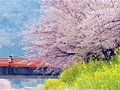 三月拜访春天 最佳出游地(图)