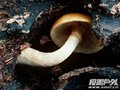 当心：自然界七种最致命毒蘑菇