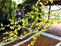 自驾游去碉楼 看油菜花赏美景