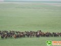 新疆：打造“牧游”线路 让游客牧马草原