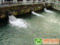 徒步游泉水包围的城市-济南
